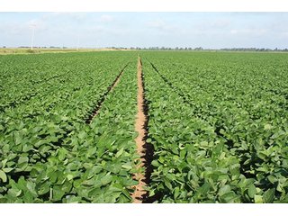 Property photo 2 - ARKANSAS LAND AUCTION, 1274+/- Acres offered in 2 Tracts
